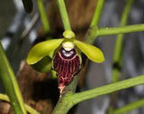 Luisia thailandica (m)