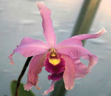 Lc. Arleigh Ball (5"p) <br>(Lc. Coastal Splendor x Schom. undulata)