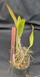 Lc. Arleigh Ball (5"p) <br>(Lc. Coastal Splendor x Schom. undulata)
