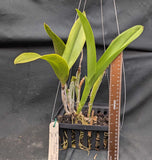 Lyonara Graf's Rio Negro 'Kavak' AM/AOS (8"b) <br>(Blc. Rio Negro x Schom. splendida)