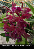 Lyonara Graf's Rio Negro 'Kavak' AM/AOS (8"b) <br>(Blc. Rio Negro x Schom. splendida)