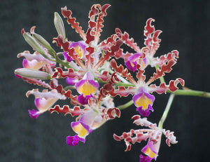 Myrmecophila tibicinis 'Kelly's Choice' (BR)
