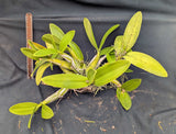 Myrmecophila Rafael Romero (bare root)
