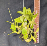 Mcp. albopurpurea x self (m)
