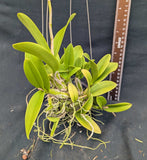 Myrmecophila albopurpurea (4"b)