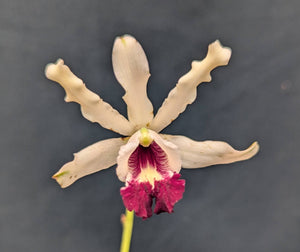 Myrmecophila albopurpurea (4"b)