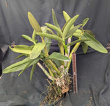 Mcp. brysiana 'Vibrant' Large bare root plant