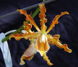 Mcp. brysiana 'Vibrant' Large bare root plant