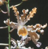 Myrmecophila brysiana 'Cream Puff' x self (mounted)
