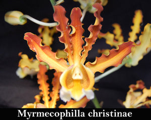 Mcp. christinae 'Graf's Sweet Fragrance' x self (2")