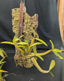 Mcp. christinae 'Emmanuel' (mounted)