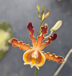 Myrmecophila christinae 'Veraniega' (BR)