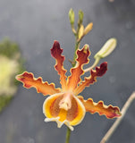 Myrmecophila christinae 'Veraniega' (BR)