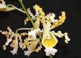 Myrmecophila christinae alba x self (m)