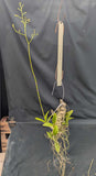 Mcp. thomsoniana Mounted