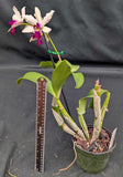 Mcp. thomsoniana x C. violacea (6"p)
