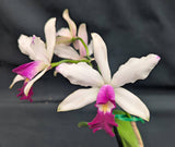 Mcp. thomsoniana x C. violacea (6"p)