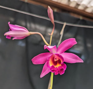 Myc. Forelira 'Pasion' (6"b)