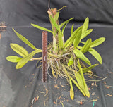 Myc. Forelira Large (Mounted)<br> (C. Tropical Pointer x Mcp. grandiflora)