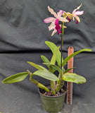Myc. HKN Yen's Devotion (6"p) <br> (Mcp. thomsoniana x C. violacea)