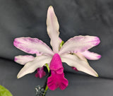 Myc. HKN Yen's Devotion (6"p) <br> (Mcp. thomsoniana x C. violacea)