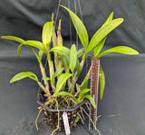Myrmecocattleya Mem. Louise Fuchs 'Vara Corta' (8" b)