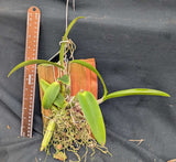 Myrmecocattleya Mem. Louise Fuchs (m)