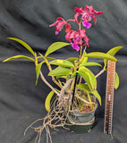 Myrmecocat. Playa Machurucuto (5"p) <br> (C. aclandiae x <br> Mcp. christinae)