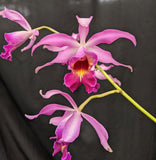 Myc. Forelira Large (Mounted)<br> (C. Tropical Pointer x Mcp. grandiflora)