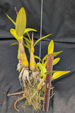 Myrmecophila humboldtii (bare root)