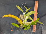Myrmecophila tibicinis (mounted)