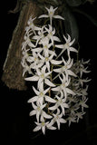 Mystacidium capense (m)