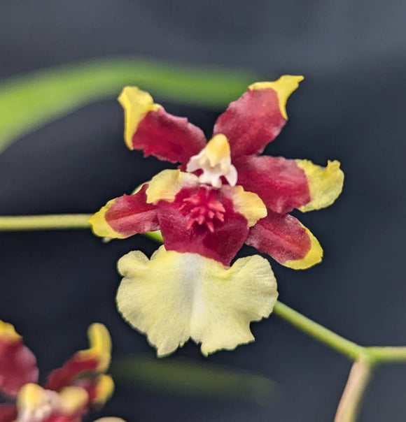 Oncidium Aka Baby ''Raspberry Chocolate' (4