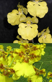 Oncidium Kai's Sunshine (6"p)