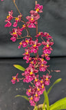 Oncidium Tariflor Lady (4"p)