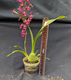 Oncidium Tariflor Lady (4"p)