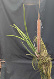 Trichocentrum (Oncidium) cebolleta (Mounted) TRUE cebolleta