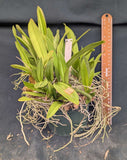 Oncidium Kai's Sunshine (6"p)