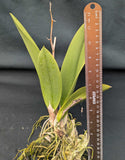 Trichocentrum (Oncidium) Maui Gold 'Waldor' (bare root)