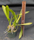 Oncidium Sweet Sugar (4" pot)