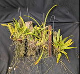 Oncidium Sweet Sugar (mounted)