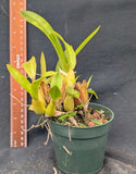 Oncidium orthostates (4" p)