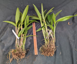 Bc. Peach Bird (bare root)<br> (Bc. Maikai 'Mayumi' x C. Herbert Oesterreich)