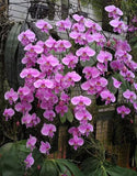 Phalaenopsis schilleriana (3"p)