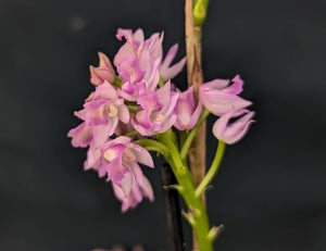 Polystachya Frieda's Blush (6"b)