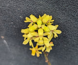 Pomatocalpa marsupiale (BR)