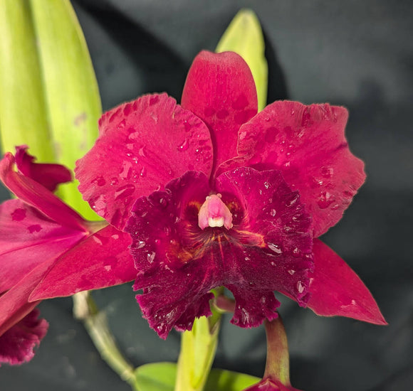 Potinara Carolina Splendor 'No 8' Large Plant (6