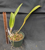 Rlc. Graf's Gold Lake (6" pot)