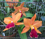 Blc. Niko Bustamante 'Orange' (6"p)