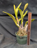 Pot. Susan Fender 'Cinnamon Stick' AM/AOS (6"p)